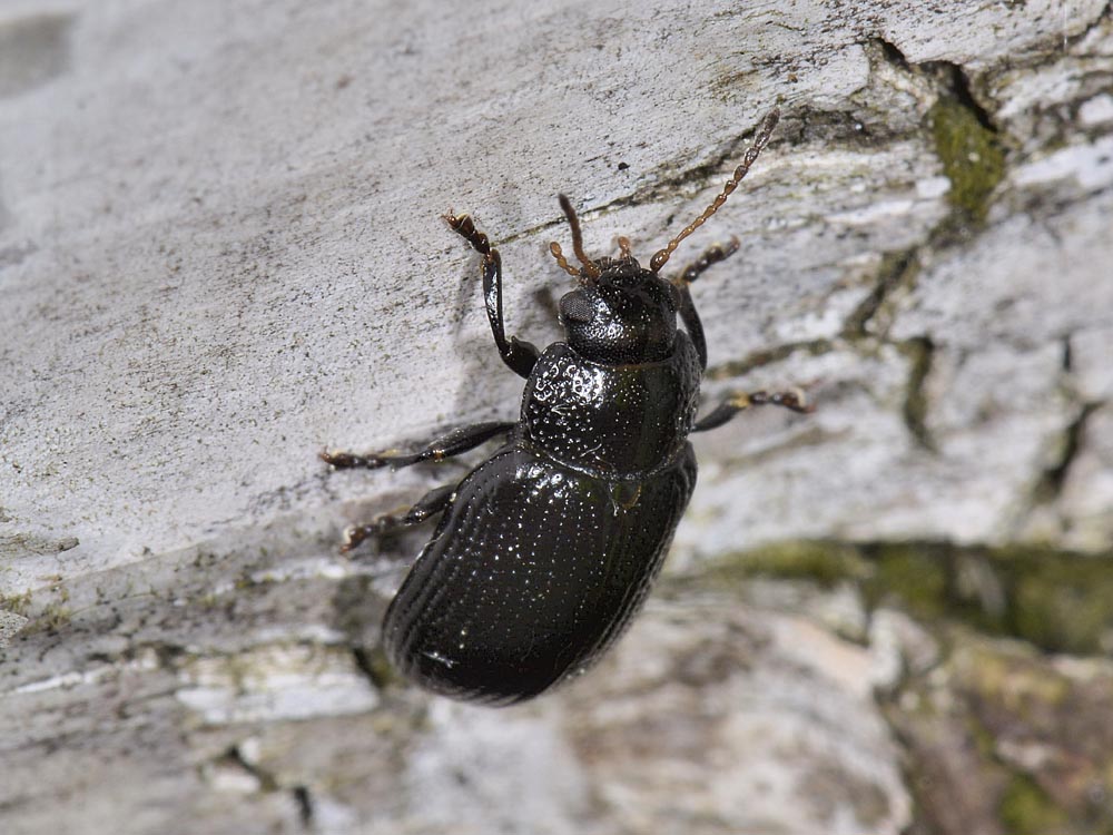 Gonioctena cfr.quinquepunctata f.ma obscura, Chrysomelidae